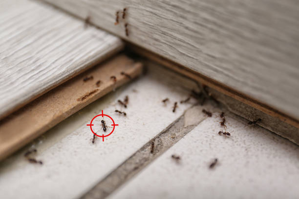 Best Wildlife Control Services  in Maple Heights Lake Desire, WA