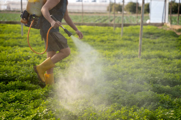 Best Exterminator Services  in Maple Heights Lake Desire, WA