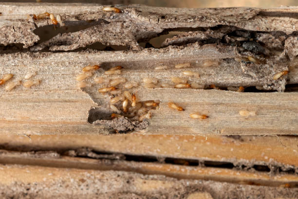 Best Pest Removal Services  in Maple Heights Lake Desire, WA