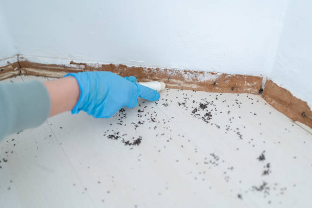 Best Pest Control Near Me in Maple Heights Lake Desire, WA