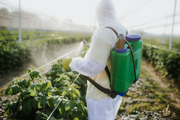 Best Local Pest Control Services  in Maple Heights Lake Desire, WA